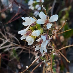 White wallrocket (Diplotaxis erucoides)
