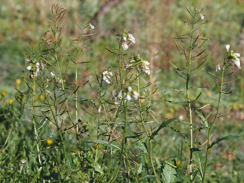 White wallrocket (Diplotaxis erucoides)