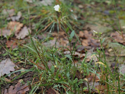 White wallrocket (Diplotaxis erucoides)