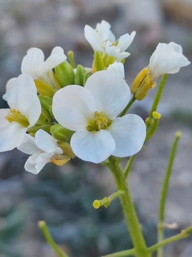 White wallrocket (Diplotaxis erucoides)