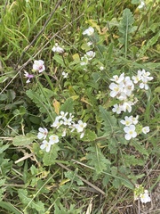 White wallrocket (Diplotaxis erucoides)