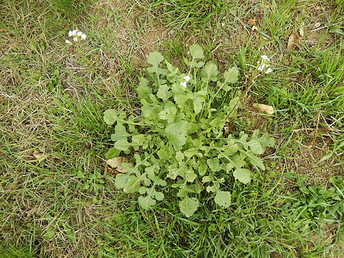 White wallrocket: Diplotaxis erucoides (L.) DC. - determinata dall'autore della foto - rosetta