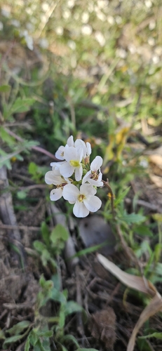 White wallrocket (Diplotaxis erucoides)