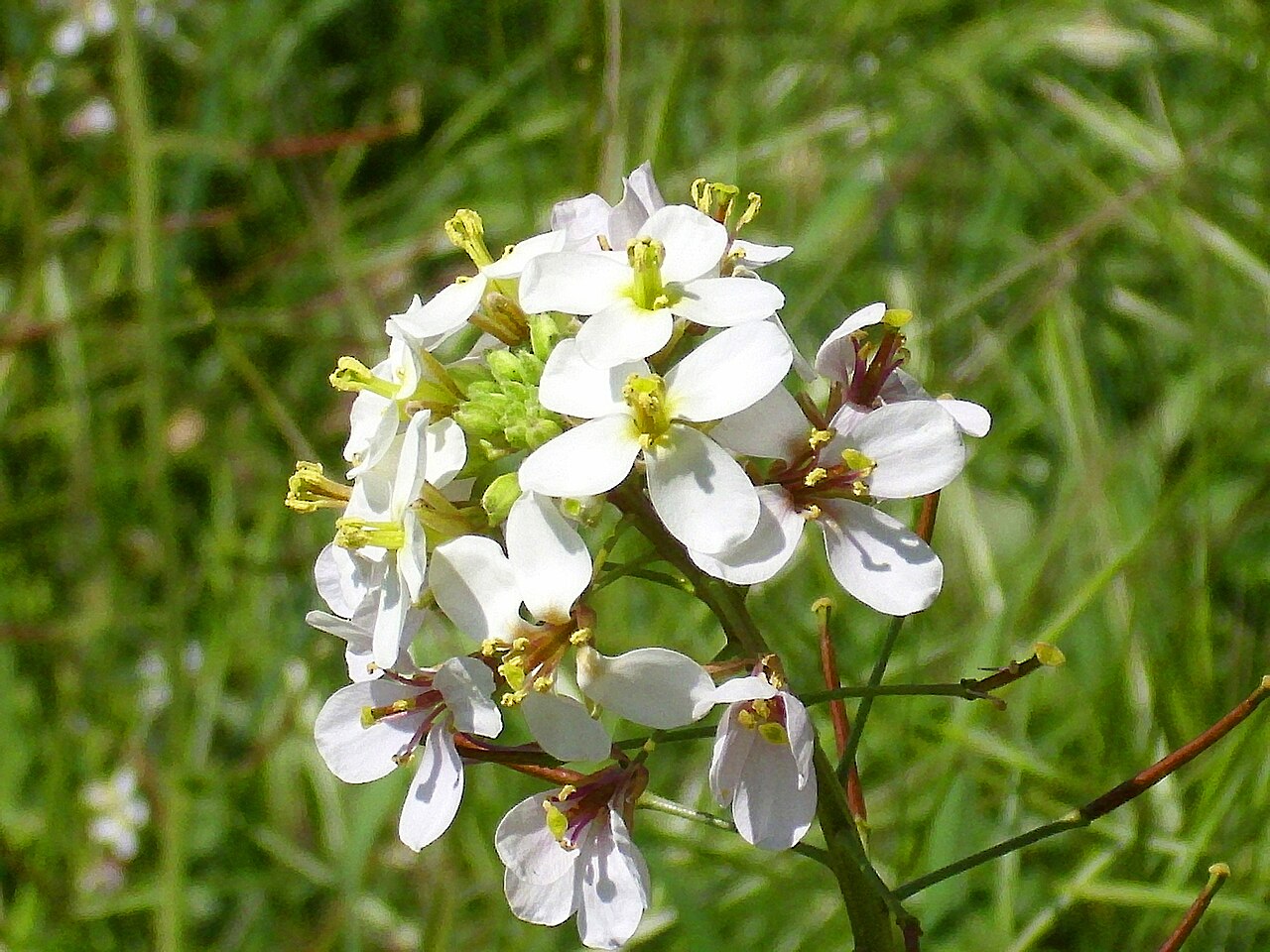 White wallrocket: Diplotaxis erucoides close up, Sierra Madrona , Spain