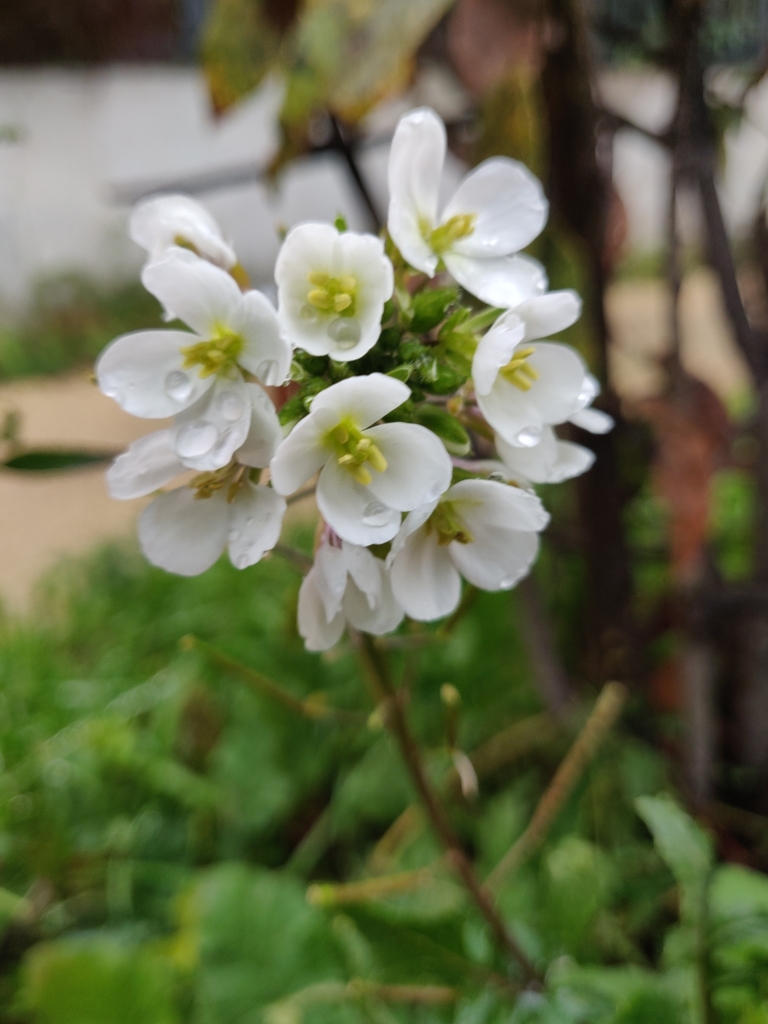 White wallrocket (Diplotaxis erucoides)