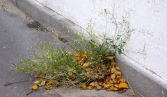 Annual wallrocket (Diplotaxis muralis)
