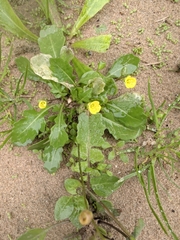 Annual wallrocket (Diplotaxis muralis)