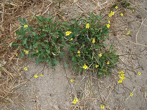 Annual wallrocket (Diplotaxis muralis)
