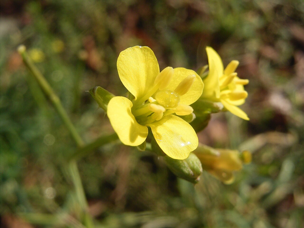 Annual wallrocket: Deze foto toont de Kleine zandkool. Ik nam de foto in Den Haag . This photo shows Diplotaxis muralis . I took the photo in The Hague , Netherlands .