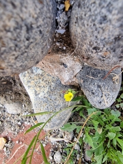 Annual wallrocket (Diplotaxis muralis)