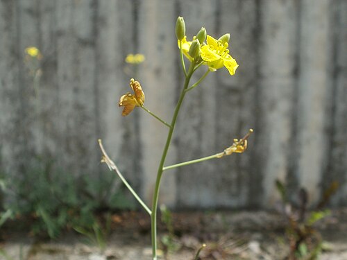 Perennial wall-rocket: Wilde Rauke ( Diplotaxis tenuifolia ) im Bahnhof Hockenheim