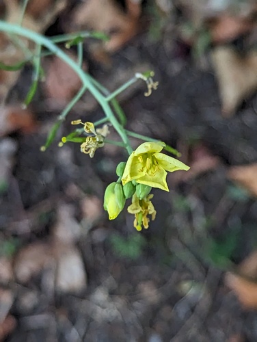 Perennial wall-rocket (Diplotaxis tenuifolia)
