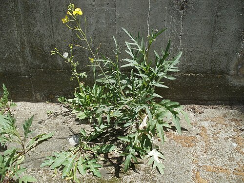 Perennial wall-rocket: Wild rocket ( Diplotaxis tenuifolia ) in the Hockenheim train station.