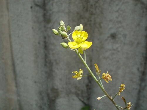 Perennial wall-rocket: Wilde Rauke ( Diplotaxis tenuifolia ) im Bahnhof Hockenheim