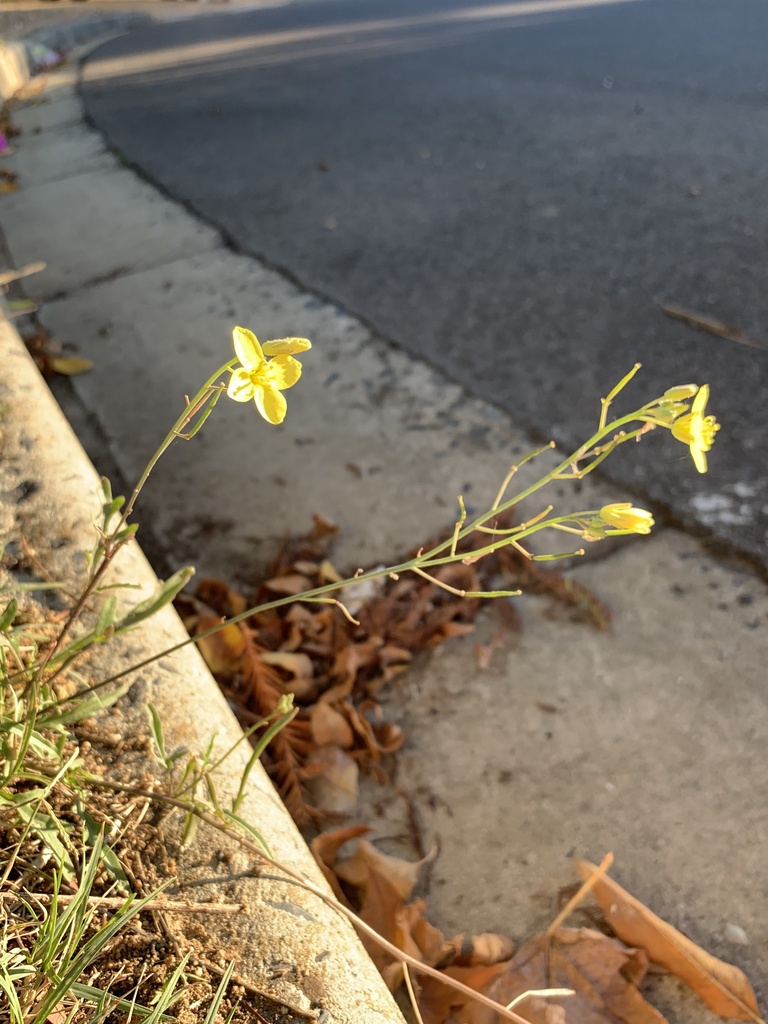 Perennial wall-rocket (Diplotaxis tenuifolia)