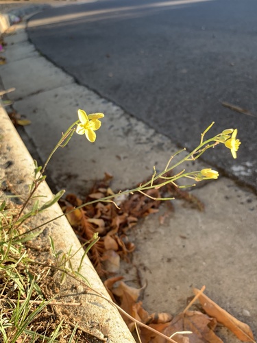 Perennial wall-rocket