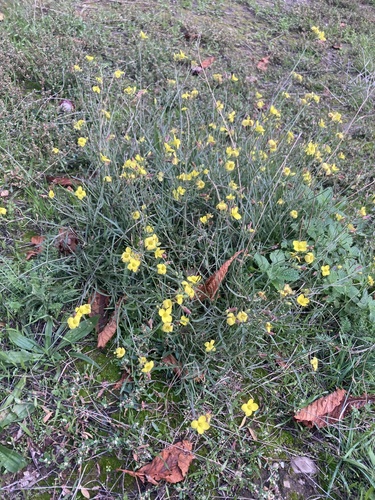 Perennial wall-rocket (Diplotaxis tenuifolia)
