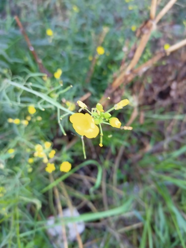 Perennial wall-rocket (Diplotaxis tenuifolia)