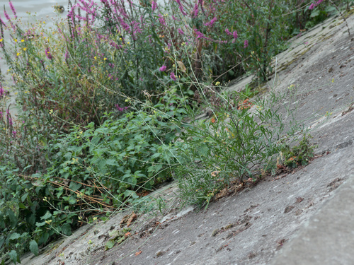 Perennial wall-rocket (Diplotaxis tenuifolia)