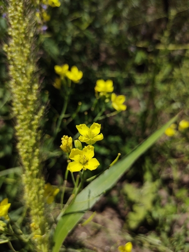 Perennial wall-rocket (Diplotaxis tenuifolia)