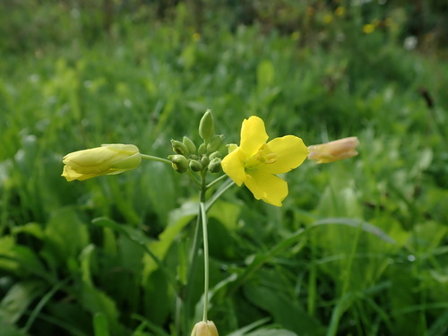 Perennial wall-rocket (Diplotaxis tenuifolia)