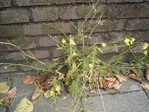 Perennial wall-rocket (Diplotaxis tenuifolia)