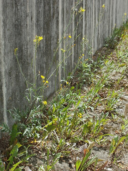 Perennial wall-rocket: Wilde Rauke ( Diplotaxis tenuifolia ) im Bahnhof Hockenheim