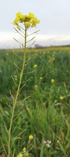 Diplotaxis virgata (Diplotaxis virgata)