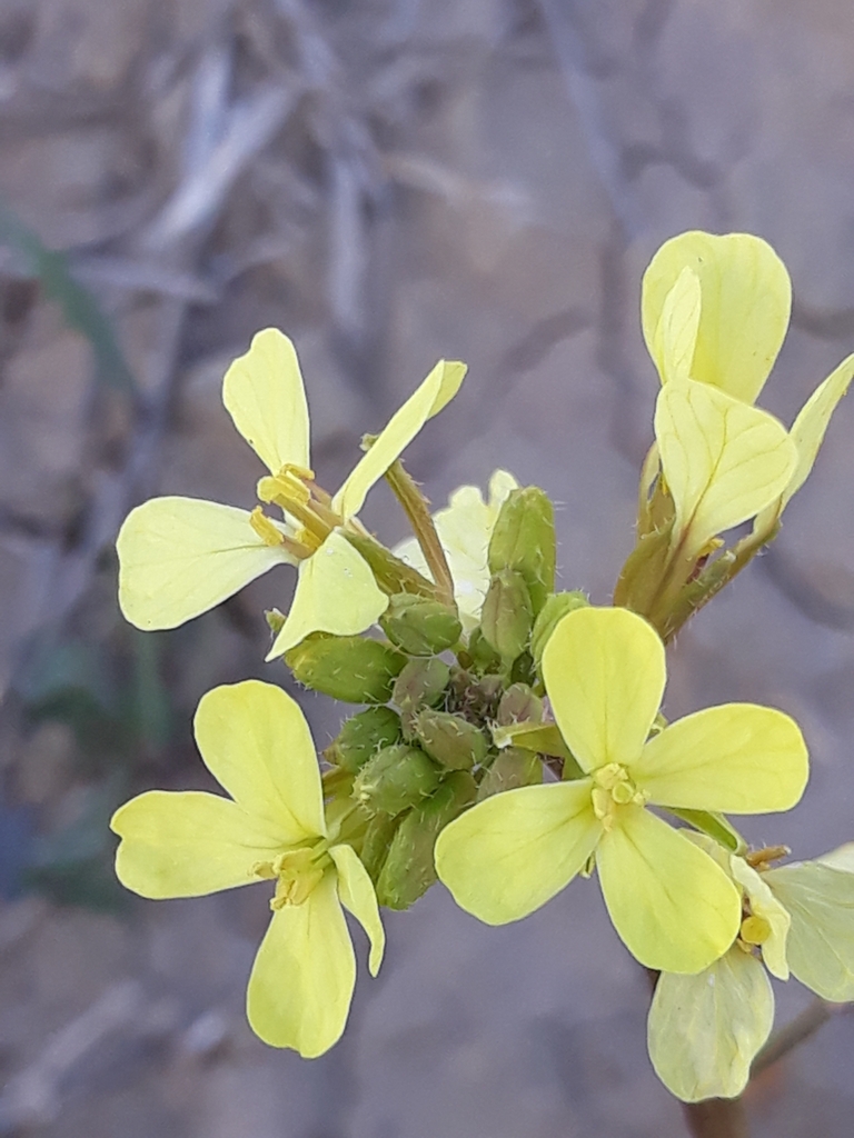 Diplotaxis virgata (Diplotaxis virgata)