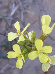 Diplotaxis virgata (Diplotaxis virgata)