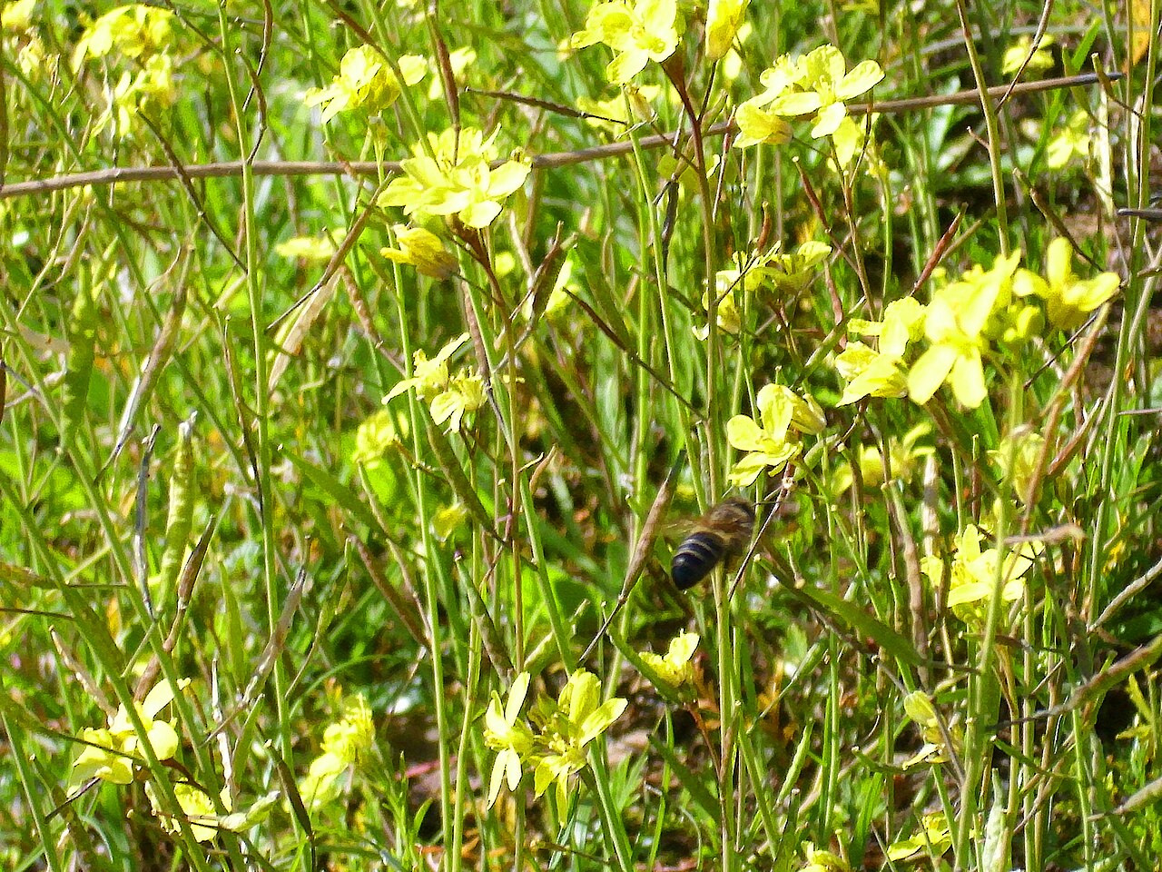 Diplotaxis virgata: Diplotaxis virgata habit, Sierra Madrona , Spain