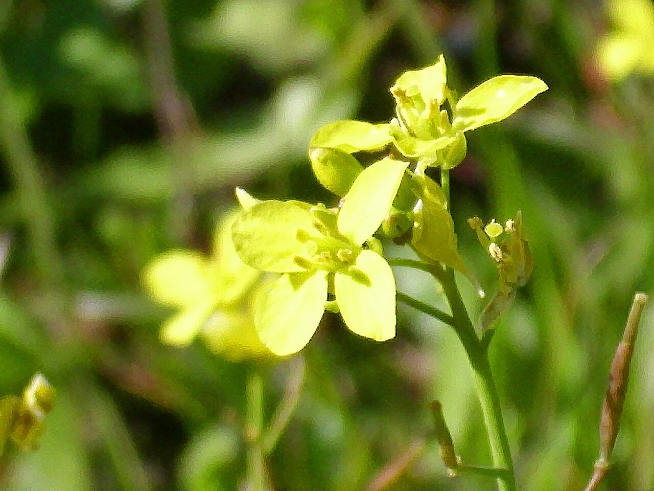Diplotaxis virgata: Diplotaxis virgata close up, Sierra Madrona , Spain