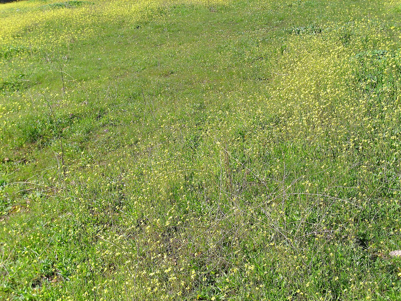 Diplotaxis virgata: Diplotaxis virgata habitat, Sierra Madrona , Spain
