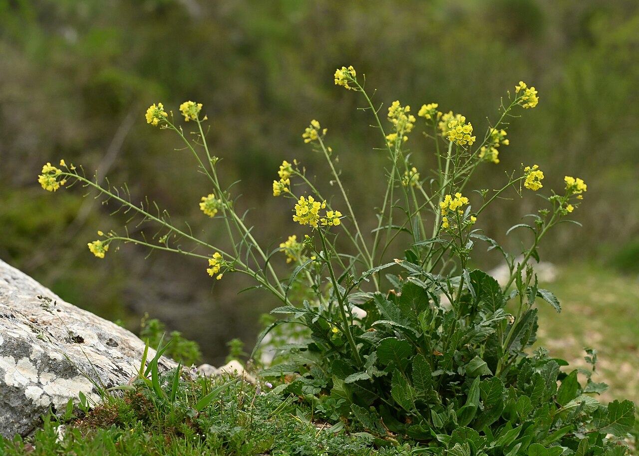 Diplotaxis virgata: Diplotaxis virgata in Zuheros, Andalusia