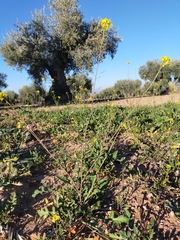 Diplotaxis virgata (Diplotaxis virgata)