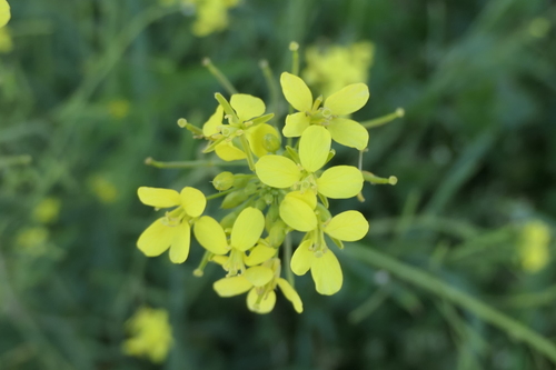 Diplotaxis virgata (Diplotaxis virgata)
