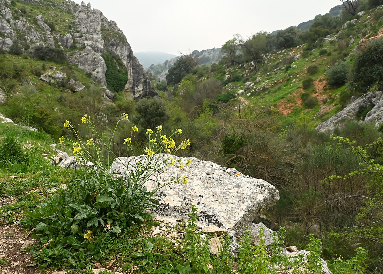Diplotaxis virgata: Diplotaxis virgata in Zuheros, Andalusia
