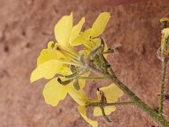Diplotaxis virgata (Diplotaxis virgata)
