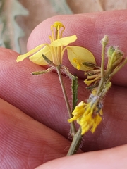Diplotaxis virgata (Diplotaxis virgata)