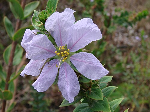 Diplusodon floribundus: Diplusodon floribundus Pohl - LYTHRACEAE - Espécie endêmica de Goiás - Estrada para o PARNA Chapada dos Veadeiros - Alto Paraíso de Goiás - Goiás - Brasil.