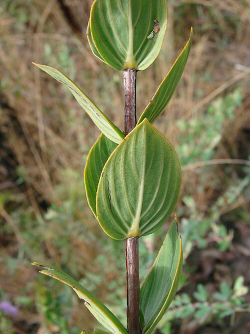 Diplusodon floribundus: Diplusodon floribundus Pohl - LYTHRACEAE - Espécie endêmica de Goiás - Estrada para o PARNA Chapada dos Veadeiros - Alto Paraíso de Goiás - Goiás - Brasil.