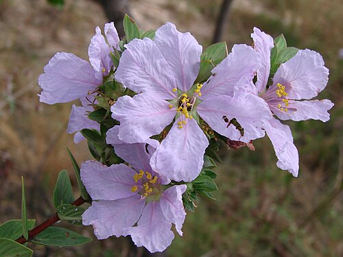 Diplusodon floribundus: Diplusodon floribundus Pohl - LYTHRACEAE - Espécie endêmica de Goiás - Estrada para o PARNA Chapada dos Veadeiros - Alto Paraíso de Goiás - Goiás - Brasil.