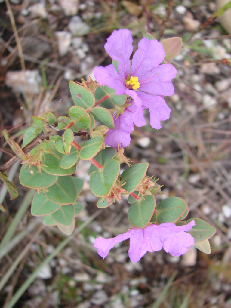 Diplusodon microphyllus: Diplusodon microphyllus - LYTHRACEAE Quilombo Kalunga - Cavalcante - Goiás - Brasil