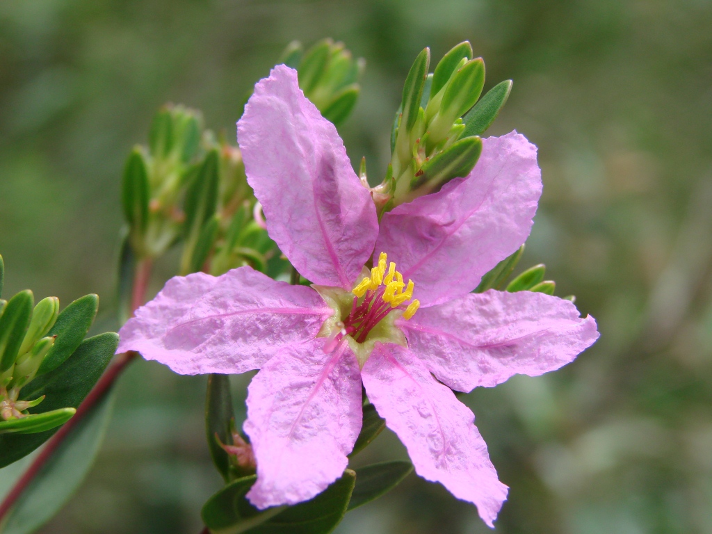 Diplusodon oblongus: Diplusodon oblongus Pohl - LYTHRACEAE - Parque Nacional de Brasília - Brasília - Distrito Federal - Brasil.