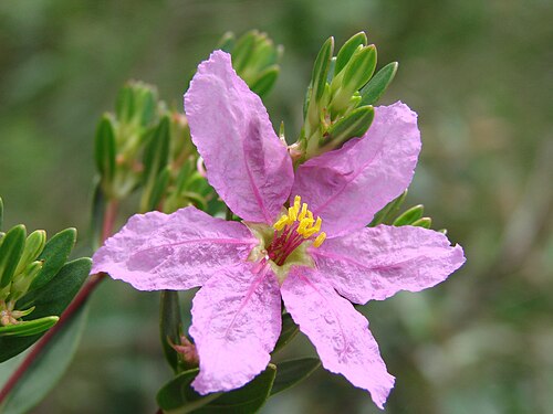 Diplusodon oblongus: Diplusodon oblongus Pohl - LYTHRACEAE - Parque Nacional de Brasília - Brasília - Distrito Federal - Brasil.