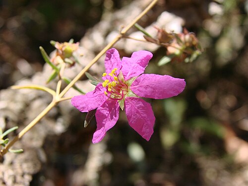 Diplusodon rosmarinifolius: Diplusodon rosmarinifolius A.St.-Hil. - LYTHRACEAE - Jardim Botânico de Brasília - Distrito Federal - Brasil.