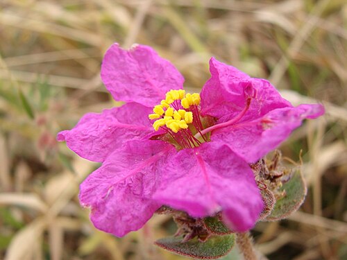 Diplusodon sessiliflorus: Diplusodon sessiliflorus - LYTHRACEAE Parque Estadual da Serra dos Pirineus - Pirenópolis - Goiás - Brasil.