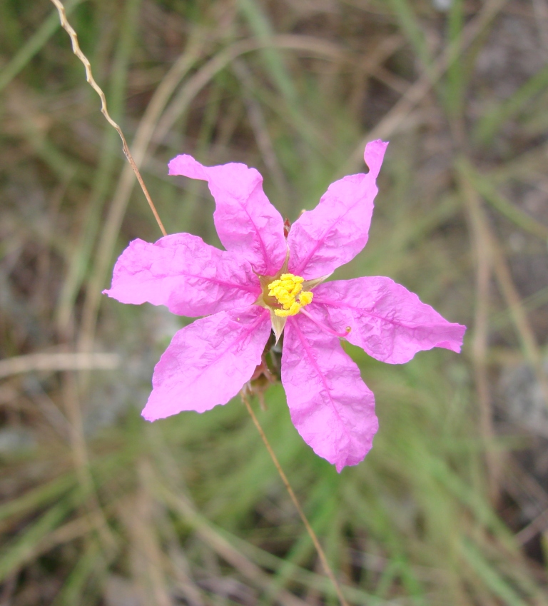 Diplusodon villosissimus: Diplusodon villosissimus - LYTHRACEAE Quilombo Kalunga - Cavalcante - Goiás - Brasil