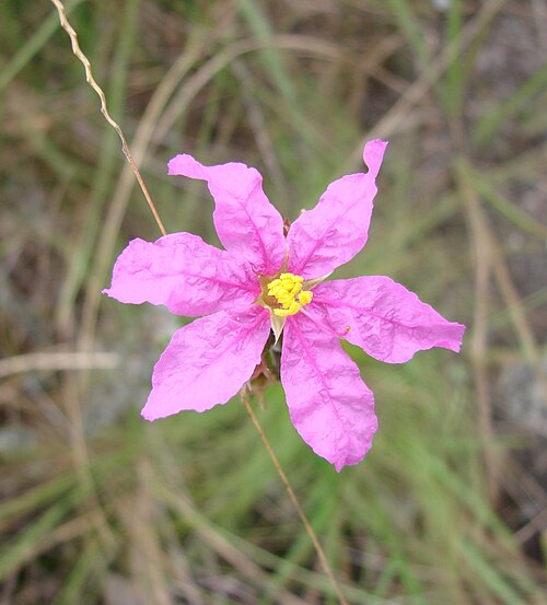 Diplusodon villosissimus: Diplusodon villosissimus - LYTHRACEAE Quilombo Kalunga - Cavalcante - Goiás - Brasil