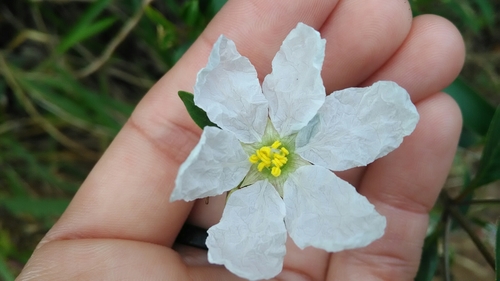 Diplusodon virgatus (Diplusodon virgatus)